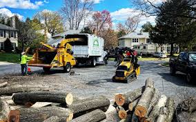 Best Commercial Tree Removal  in USA